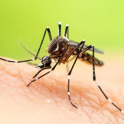 Mosquitoes and other insects